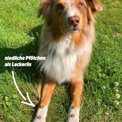 Collory Mini Pfoten (1,5 cm) Silikon Leckerli Backmatte, Hundekekse selbst backen, Schokoladenform, Bonbonform, Material antihaftend und lebensmittelecht (BPA-Frei) (Türkis)