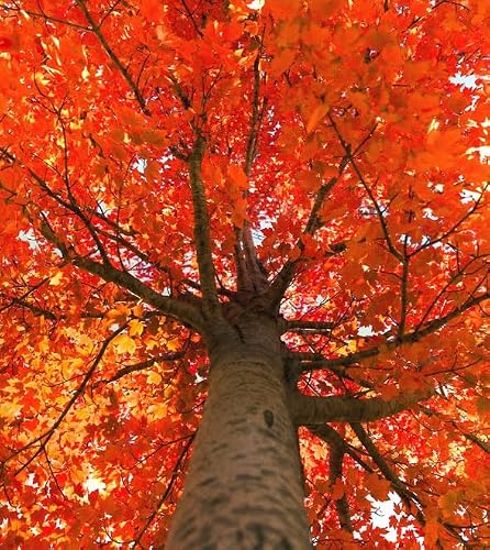 October Glory Maple Tree - 6-12" Tall Live Plant - 2.5" Pot - Orange/Red Maple Seedling - Acer rubrum 'October Glory'