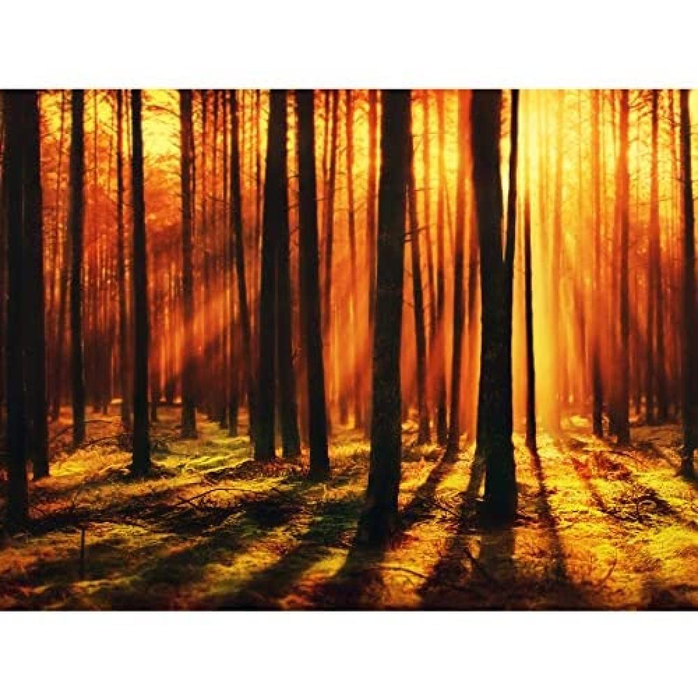 Artery8 Forest Sunset Nature Photograph Art Print Canvas Premium Wall Decor Poster Mural