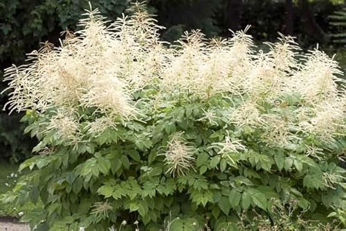 Goat's Beard - Aruncus Dioicus Perennial Bare Root Live Garden Plant - Cannot Ship to: CA Goat's Beard - Aruncus Dioicus Perennial Bare Root Live Garden Plant - Cannot Ship to: CA