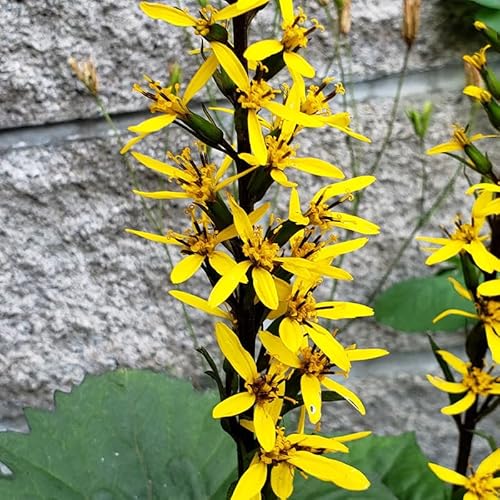 The Rocket Ligularia Flower Root - Grows Great in Shade - Deer Resistant - Grows Well in Containers - Perennializing - Easy to Grow Live Plants - Outdoor Garden The Rocket Ligularia Flower Root - Grows Great in Shade - Deer Resistant - Grows Well in Containers - Perennializing - Easy to Grow Live Plants - Outdoor Garden
