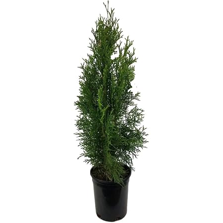 4 Emerald Green Arborvitae (Thuja) Live Plants - 1 QT Pots, Fast-Growing Privacy Screen