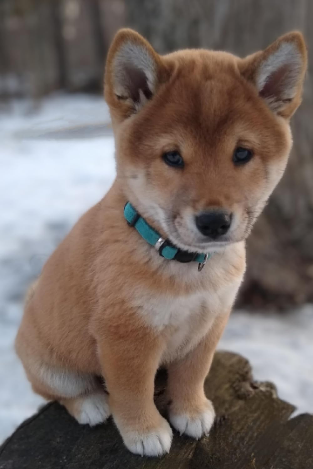 shiba 