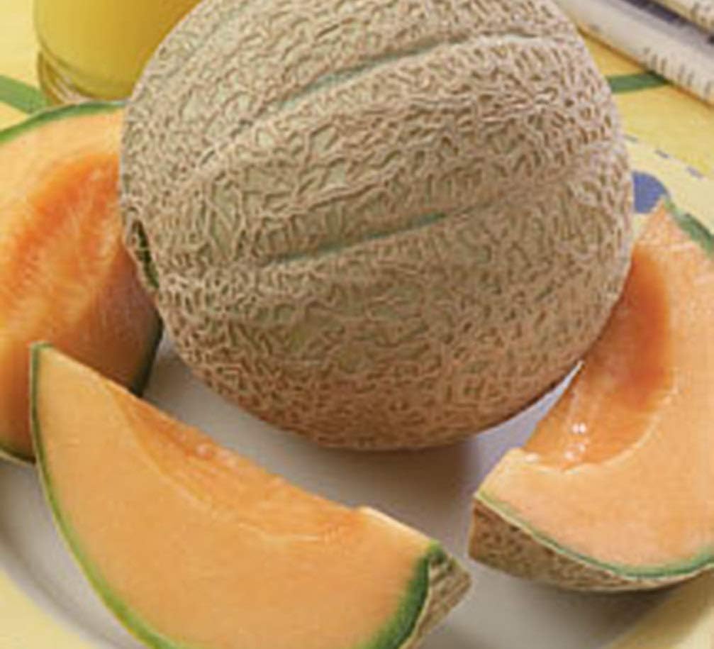 Cantaloupe Hearts of Gold Great Heirloom Vegetable by Seed Kingdom Bulk 1 Lb Seeds