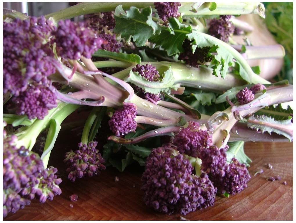 Premier Seeds DirectBroccoli Purple Sprouting - 353 Seeds