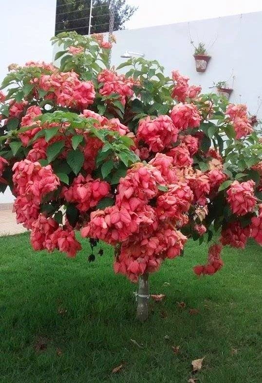 GREENLIVE TRADERS Rosa Mussaenda Pink Beautiful Flower Outdoor Live Plant By The Roop Nursery (B0BDF1TJGX) Amazon Price History, Amazon Price Tracker