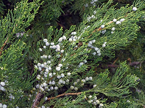 Robusta Green Juniper | 3 Live Gallon Size Trees | Juniperus Chinensis | Drought Tolerant Cold Hardy Evergreen Screening Plant #TOP6