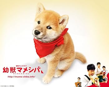 幼獣マメシバBOX〈4枚組〉 ドラマ 幼獣マメシバ 望郷篇 DVD-BOX〈4枚組〉 Amazon.co.jp