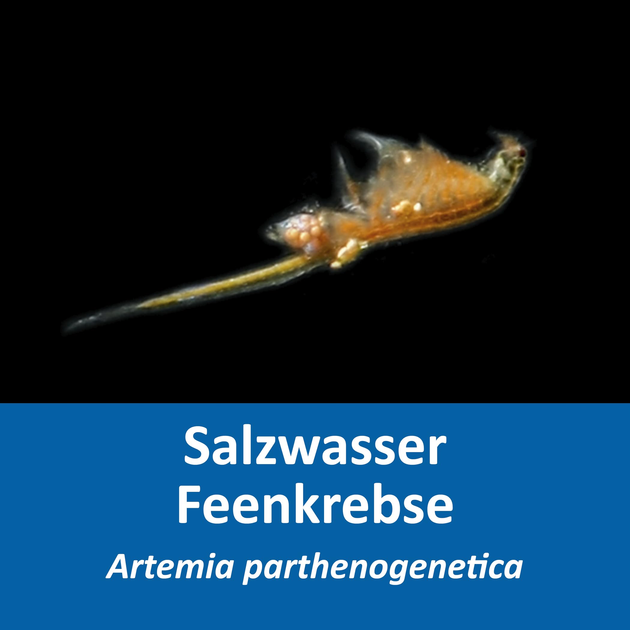 Artemia Zucht Set (groß) - mehr als 1.000.000 Eier - mit 2 kg Premiumsalz, 3 x Urzeitkrebse Futter und Anleitung, Artemia parthenogenetica