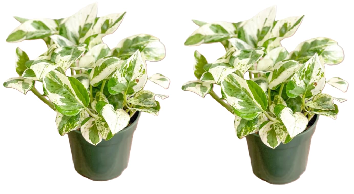 Surmen Legacy Pearls & Jade Pothos