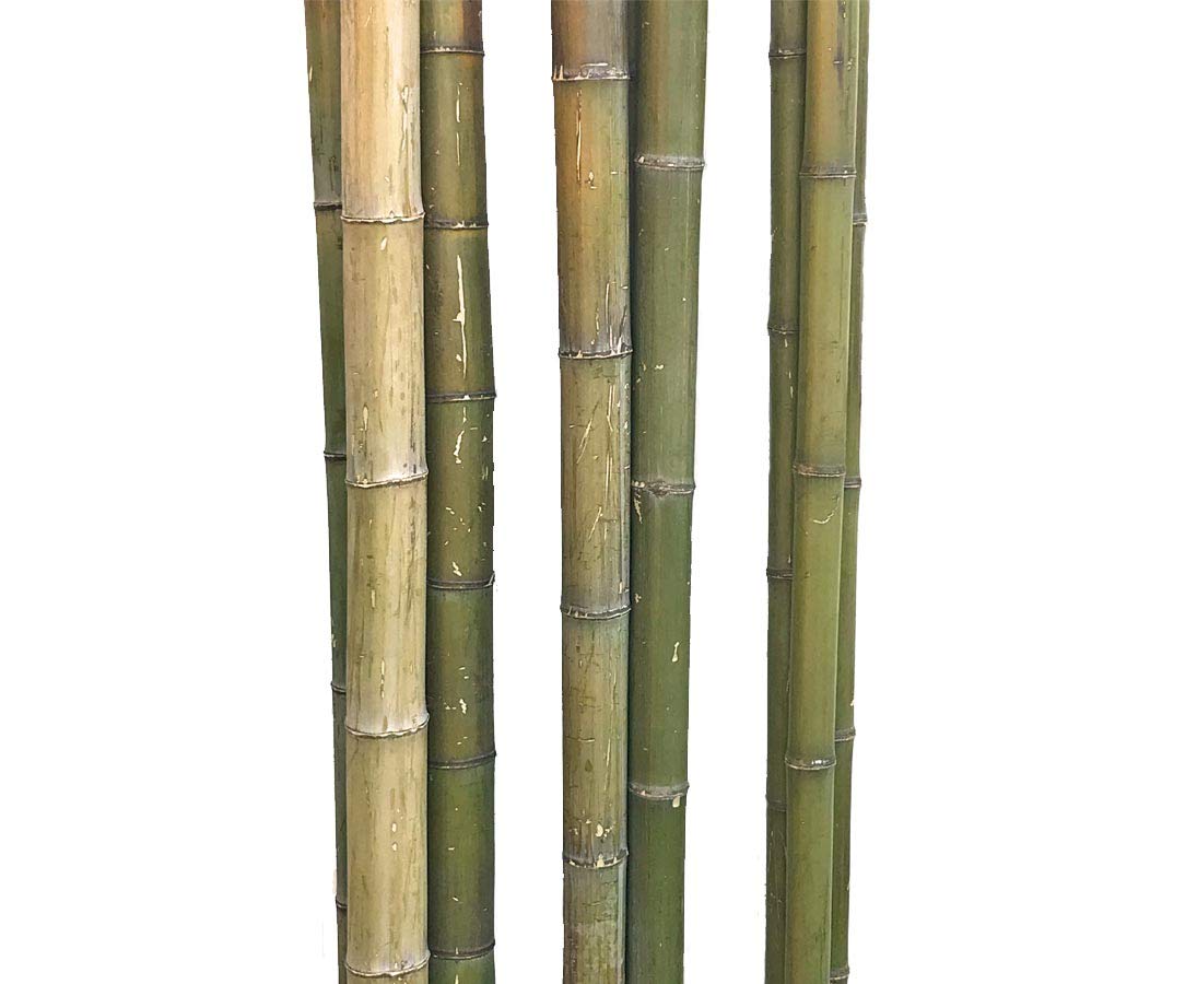 1 Stck Bambusrohr grn-gelblich naturfarben 180cm mit Durchmesser 4 bis  5cm - 1,8m Moso Bambusstange unbehandelt : Amazon.de: Garten