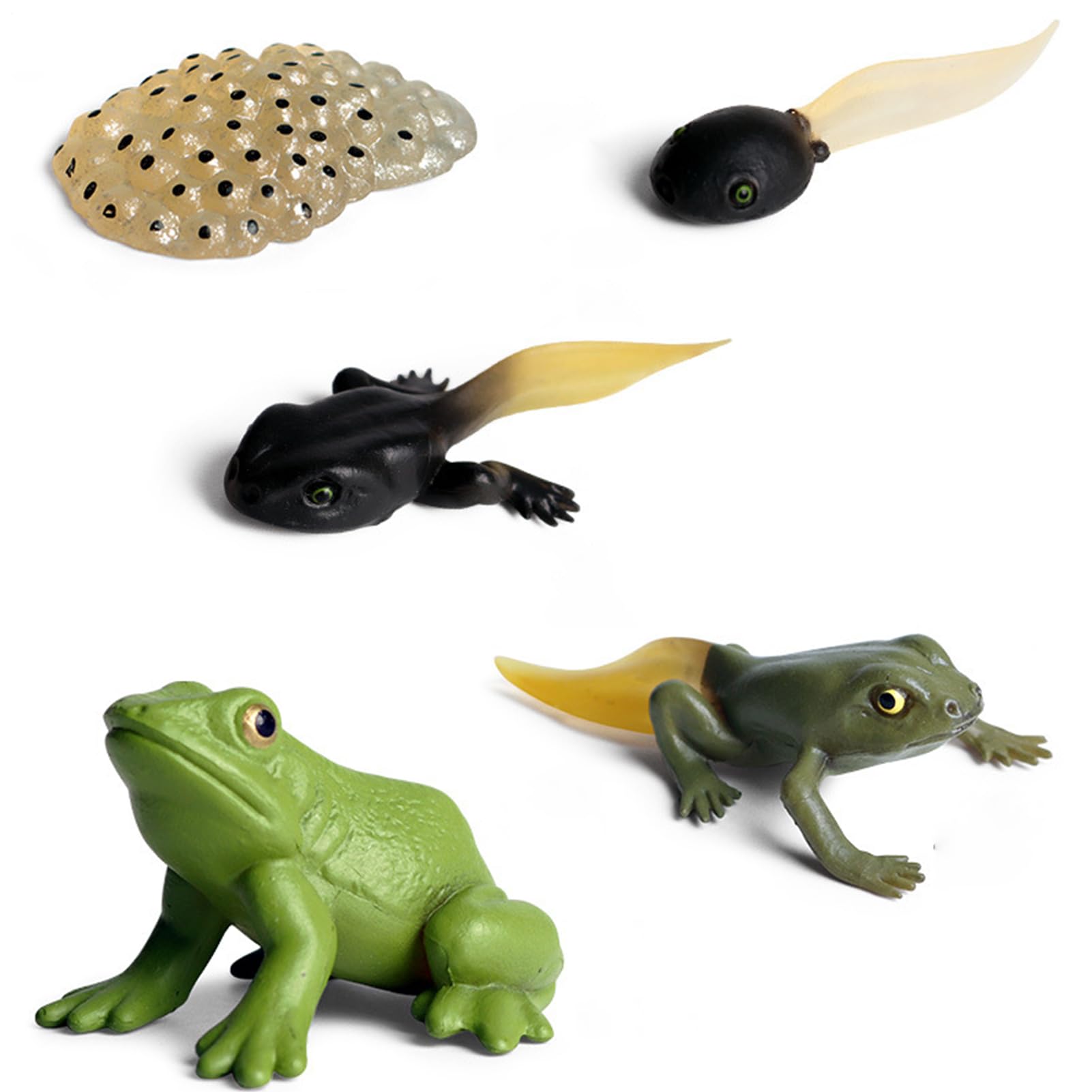 5pcs Realistic Frog Growth Model, Animal Life Cycle Figures, Early Educational Toy, Miniature Bonsai Landscape Decorations And Educational Toys For Children