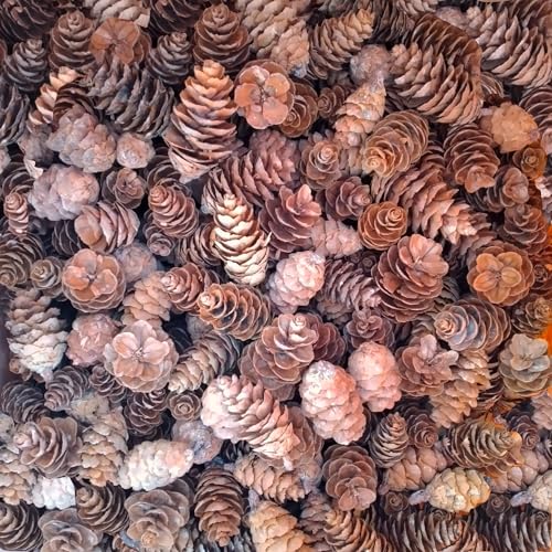 Lot de 100 pommes de pin naturelles de Douglas - Taille 5-8 cm - Véritables pommes de pin provenant directement de la forêt - Parfaites pour la décoration, les loisirs créatifs, les couronnes, les