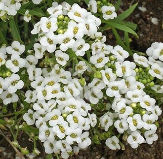 Sweet Alyssum Seeds - Carpet of Snow, Bulk Pack of 50,000 Seeds by Seeds2Go