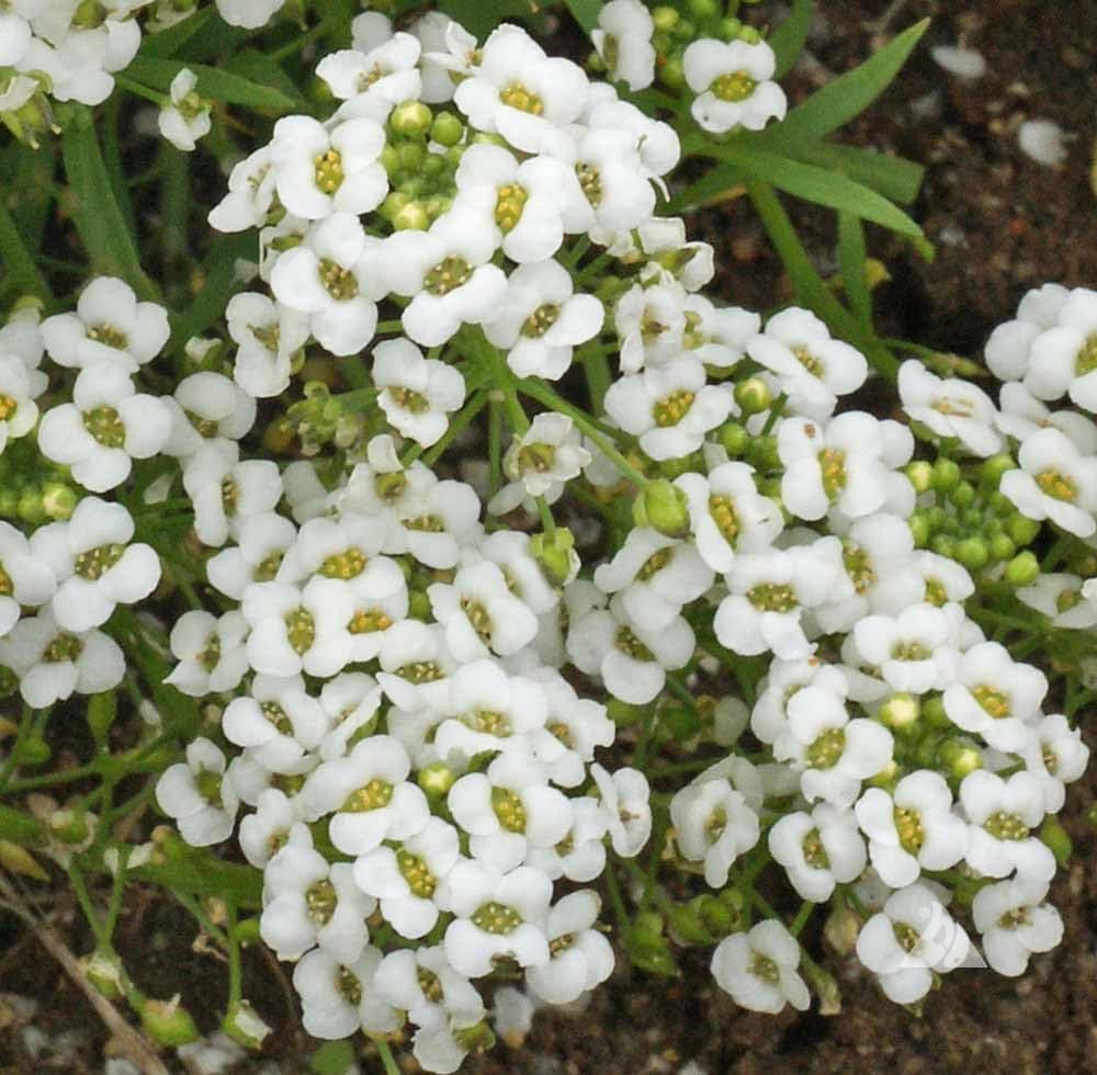 Sweet Alyssum Seeds - Carpet of Snow, Bulk Pack of 50,000 Seeds by Seeds2Go