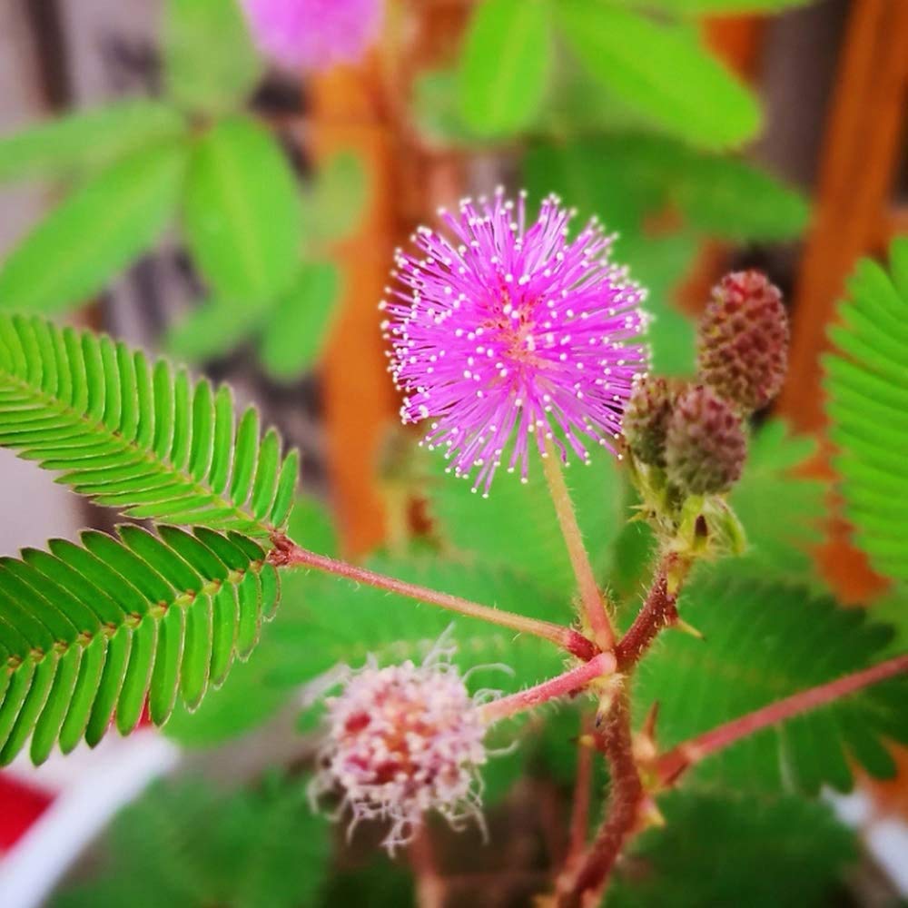 200Pcs Mimosa Seeds Grow Your Own Shrub Tree Beautiful Heirloom Globular Flowers Exquisite Courtyard Landscape Decorated Add Color to The Garden