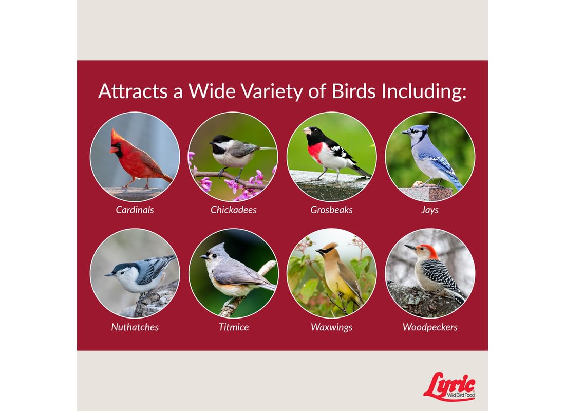 Lyric Fruit & Nut High Energy Wild Bird Mix