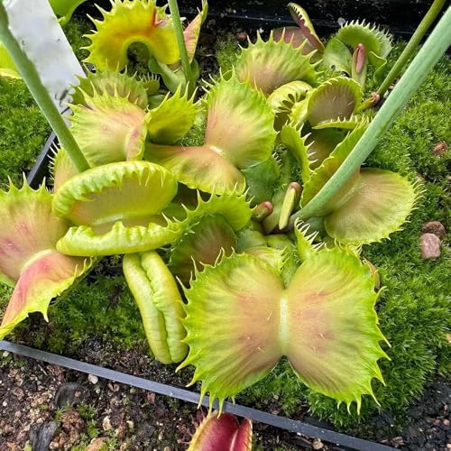 semi di Venere acchiappamosche, resistenti per il giardino esotiche, balcone, rialzata 10pcs