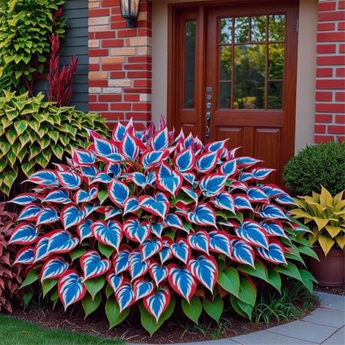 Bulbi di hosta,Radici selezionate di hosta,miste,resistenti al freddo e alla siccità,adatte per la decorazione di giardini e balconi-2 Rizoma-E