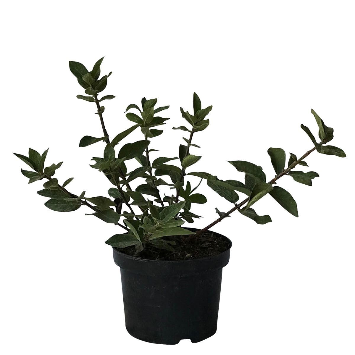 Blue Velvet Sibirische Blaubeere Lonicera kamtschatica Haskap Beere, ca.  20-40 cm, 3 L Topfballen : Amazon.de: Garten