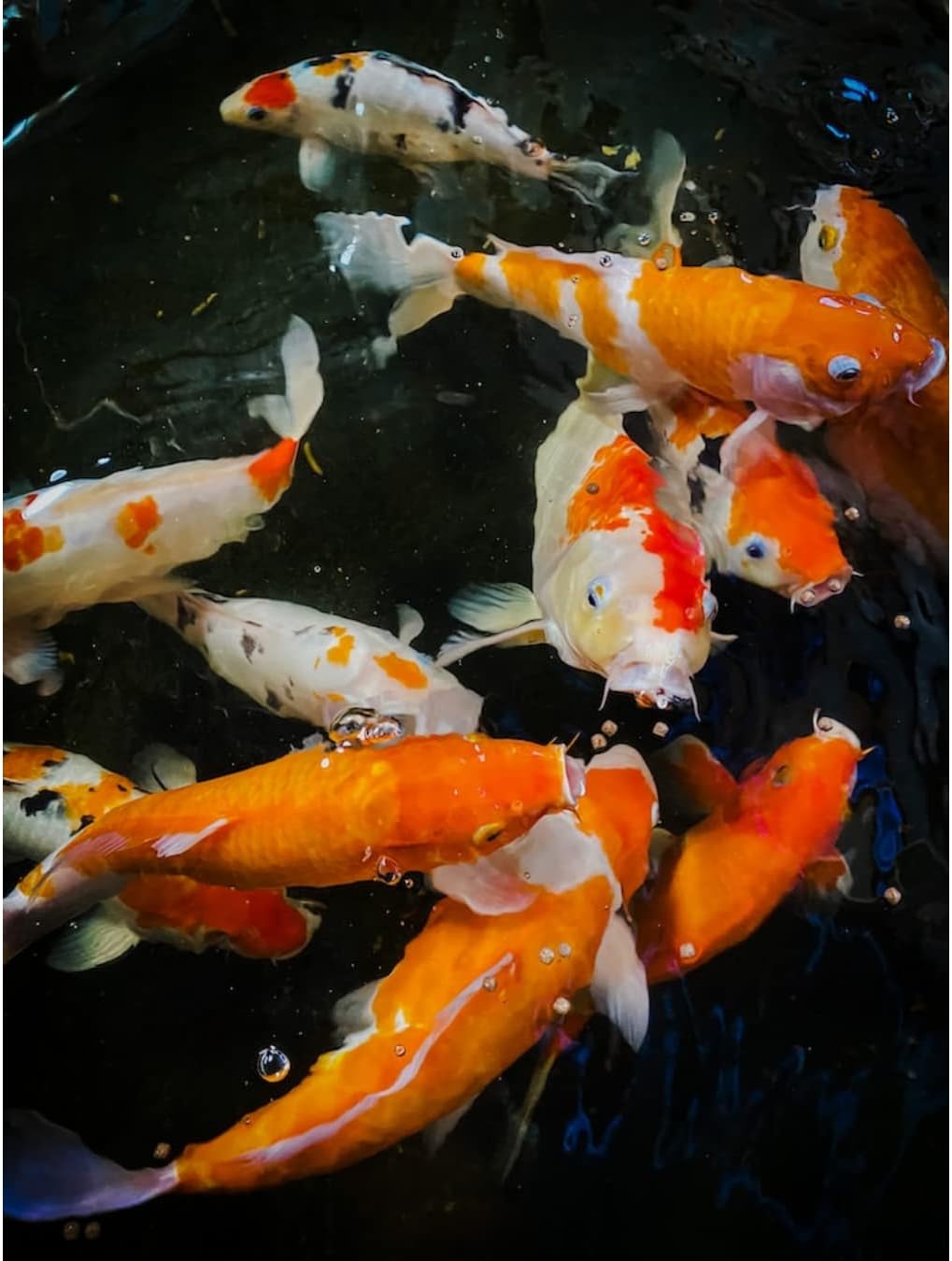 Amazon カルキ抜き ハイポ 300g 結晶チオ硫酸ナトリウム メダカ 金魚 水槽 プール 温浴施設 神州化学株式会社 水質テスト 管理用品 通販