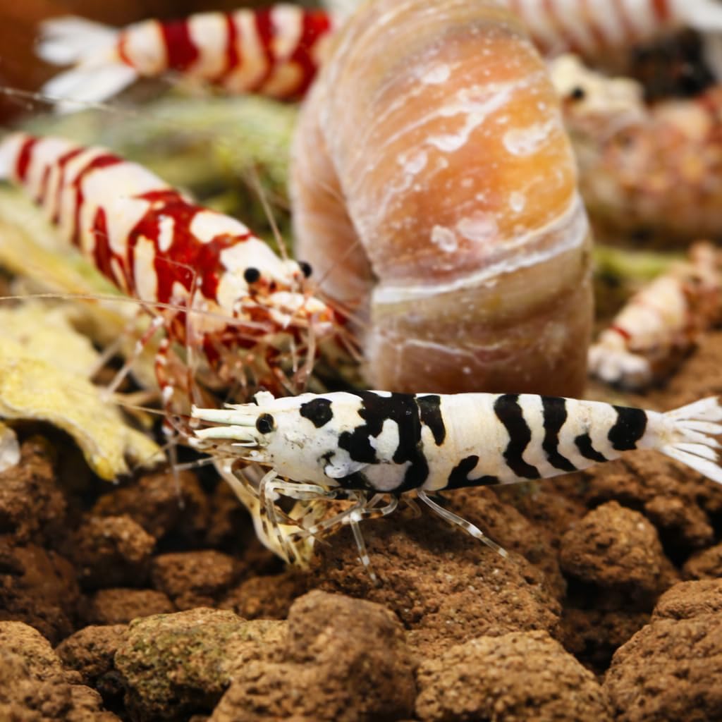 Generisch Garnelenglück - Red & Black Fancy Tigergarnelenmix - Caridina - 5/10/20 Stück (5)