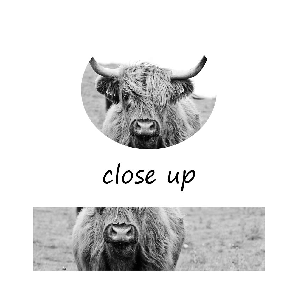 I28088 – Poster De Vache Des Highlands Noir Et Blanc – Décoration Murale Vintage – Impressions D'animaux De Ferme – Pour Salon, Chambre à Coucher