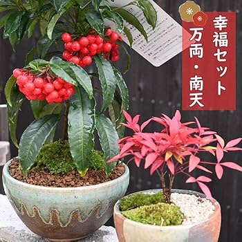 61LGY7nQ5FL._AC_UF350, 61LGY7nQ5FL._AC_UF350,