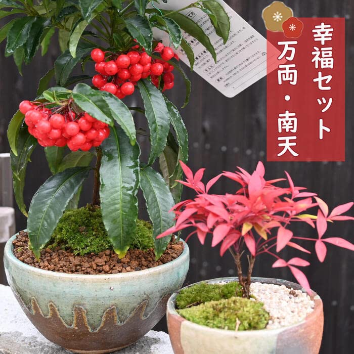 Amazon.co.jp: 盆栽幸福セット 万両・南天 盆栽 セット 縁起の