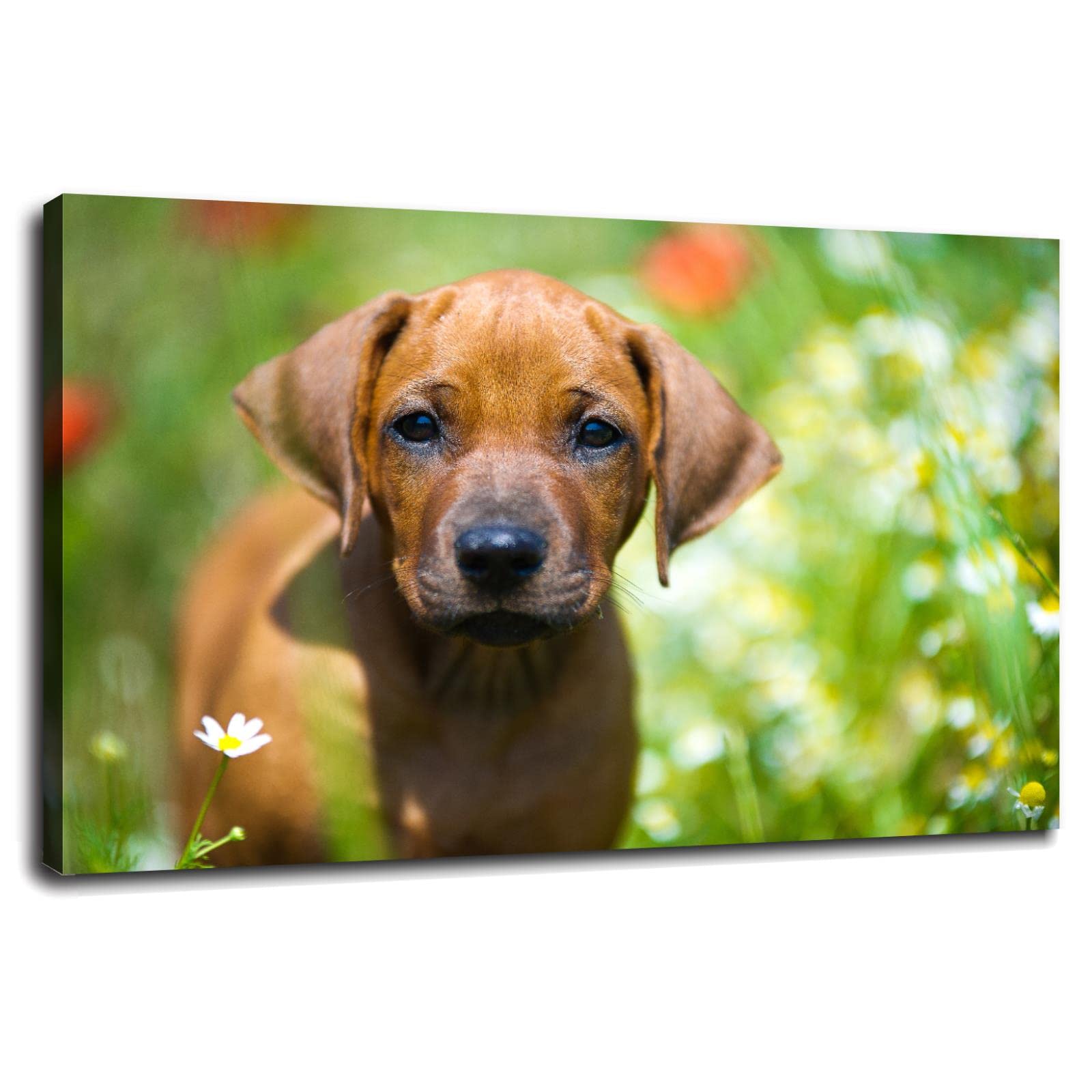 Cute Ridgeback Cute Ridgeback Puppies