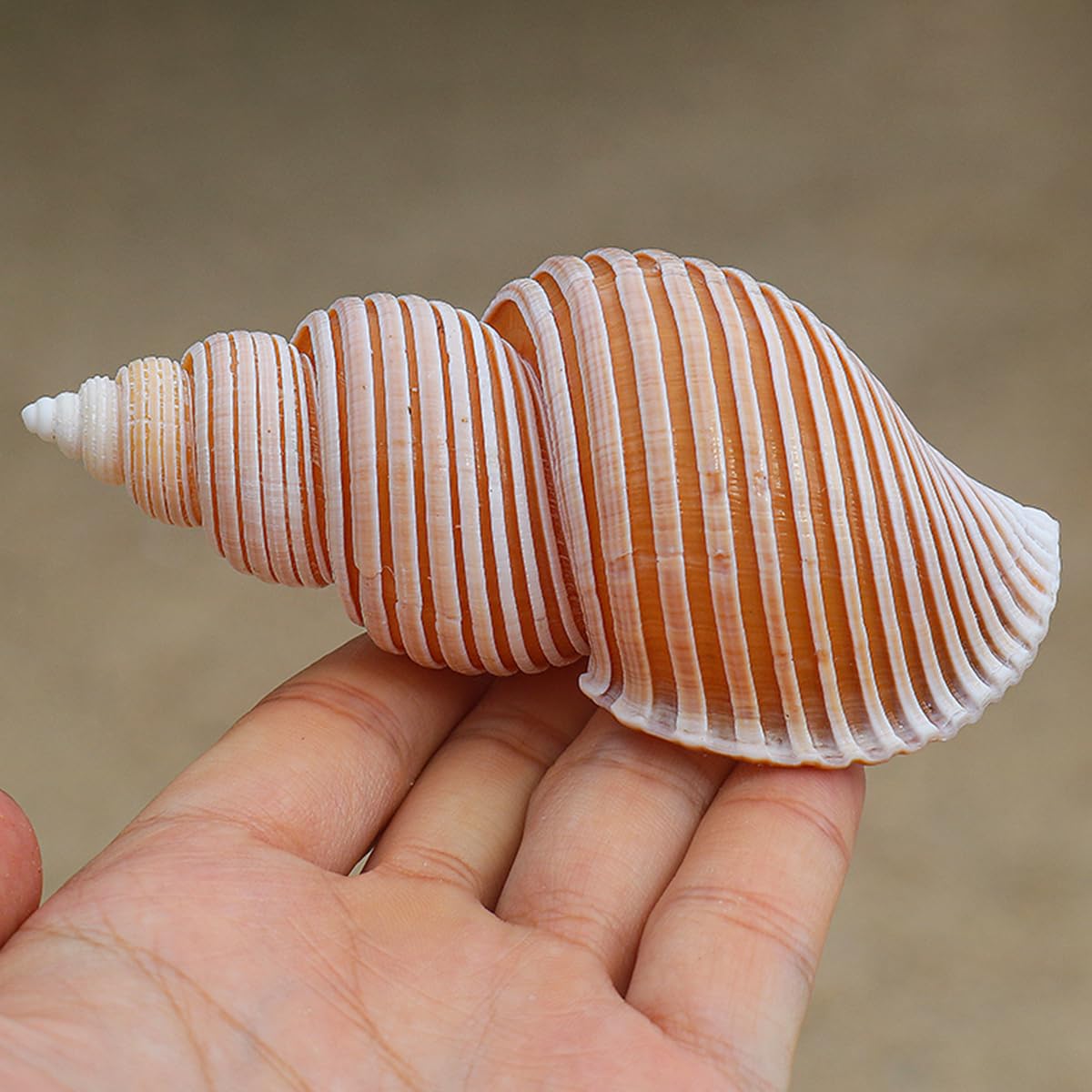 Amazon.co.jp: 大きな貝殻、砂浜の貝殻、 大きな天然巻き貝 8～10cm
