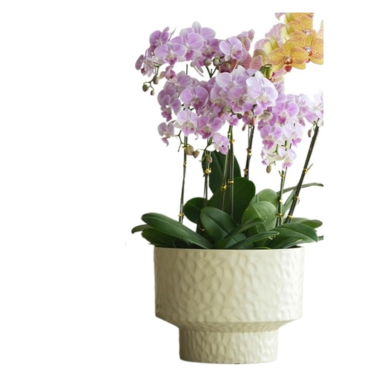 Cenz-888 flowerpot Minimalist Planters: These Round Planters Are Made Of Pearlescent Plastic Pots for Plants(Beige,Medium)