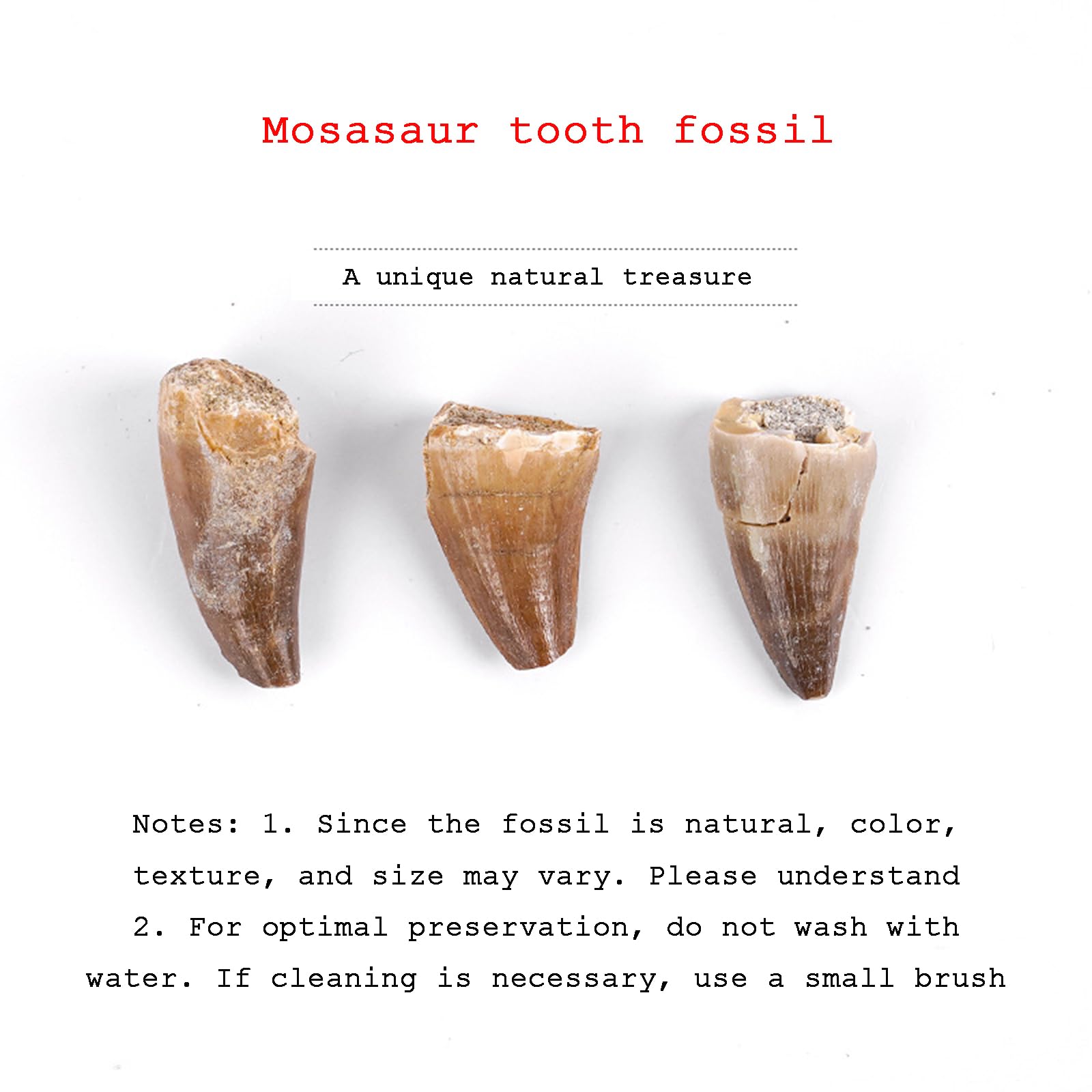 Denti Fossili di Mosasauro Preistorico (Confezione da 10) Denti Fossili Marini Naturali, Pietra Grezza, Decorazioni Artistiche e Scientifiche per Collezioni,10 PCS