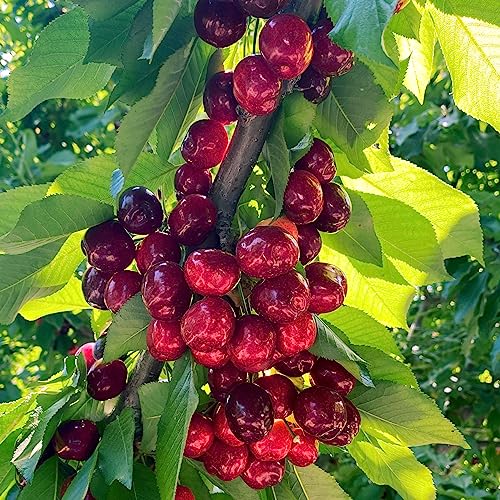 Rivermaid California Fresh Cherries, Sweet Red, 5 Lb #TOP1