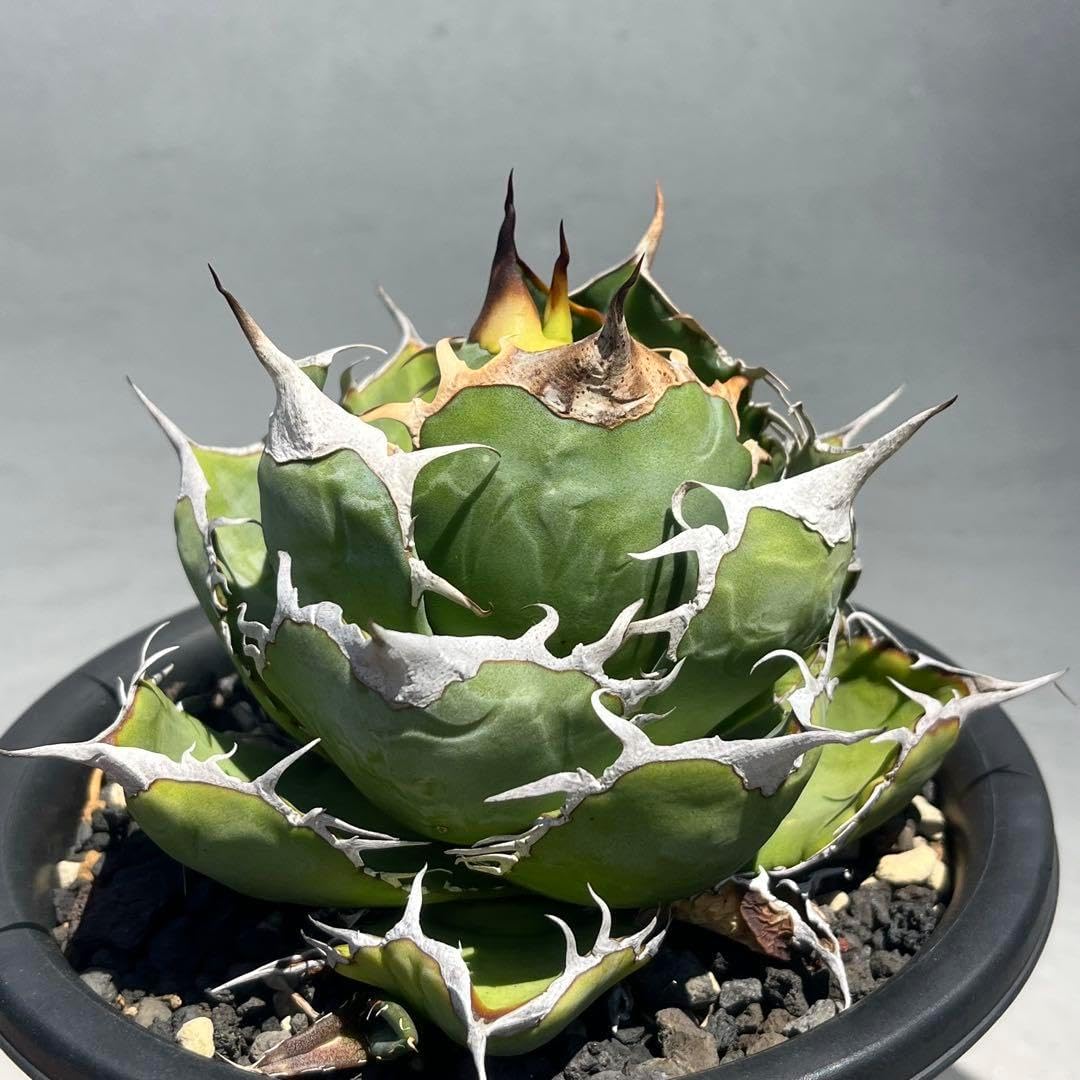 アガベ オテロイ 実生選抜 特選 強棘 多肉 観葉植物 サボテン チタノタ