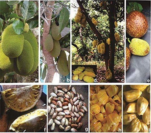 See full amazon price history chart for Arlo Fruit Seeds (Rose Jackfruit, Red Jackfruit, Round Jackfruit, Honey Jackfruit) Total 20+ Seeds Arlo Fruit Seeds (Rose Jackfruit, Red Jackfruit, Round Jackfruit, Honey Jackfruit) Total 20+ Seeds (B07GCZDLSM) Amazon Price History, Amazon Price Tracker