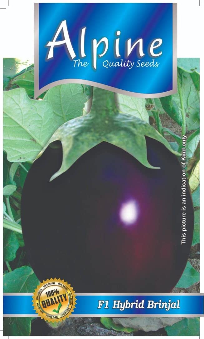Alpine F1 Hybrid Brinjal Round Seeds (100 Seeds/packet) (B09FGRZ7GH) Amazon Price History, Amazon Price Tracker