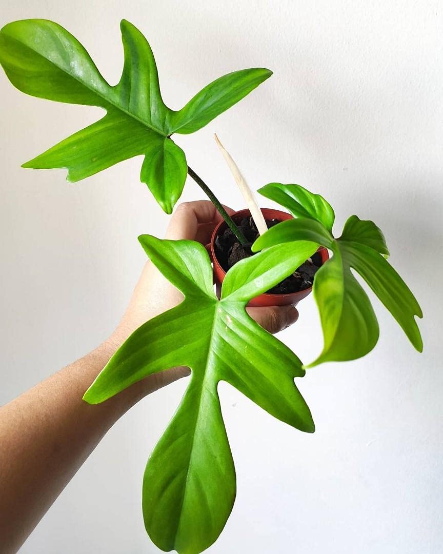 See full amazon price history chart for littlejungle Philodendron Florida Beauty - Healthy Live Plants With White Pot, Best Air Purifying Plant, Indoor Plants For Living Room, Gift Plants, Bedroom, Garden, Balcony, Home Dcor & Office Desk littlejungle Philodendron Florida Beauty - Healthy Live Plants With White Pot, Best Air Purifying Plant, Indoor Plants For Living Room, Gift Plants, Bedroom, Garden, Balcony, Home Dcor & Office Desk (B09DGC26D3) Amazon Price History, Amazon Price Tracker