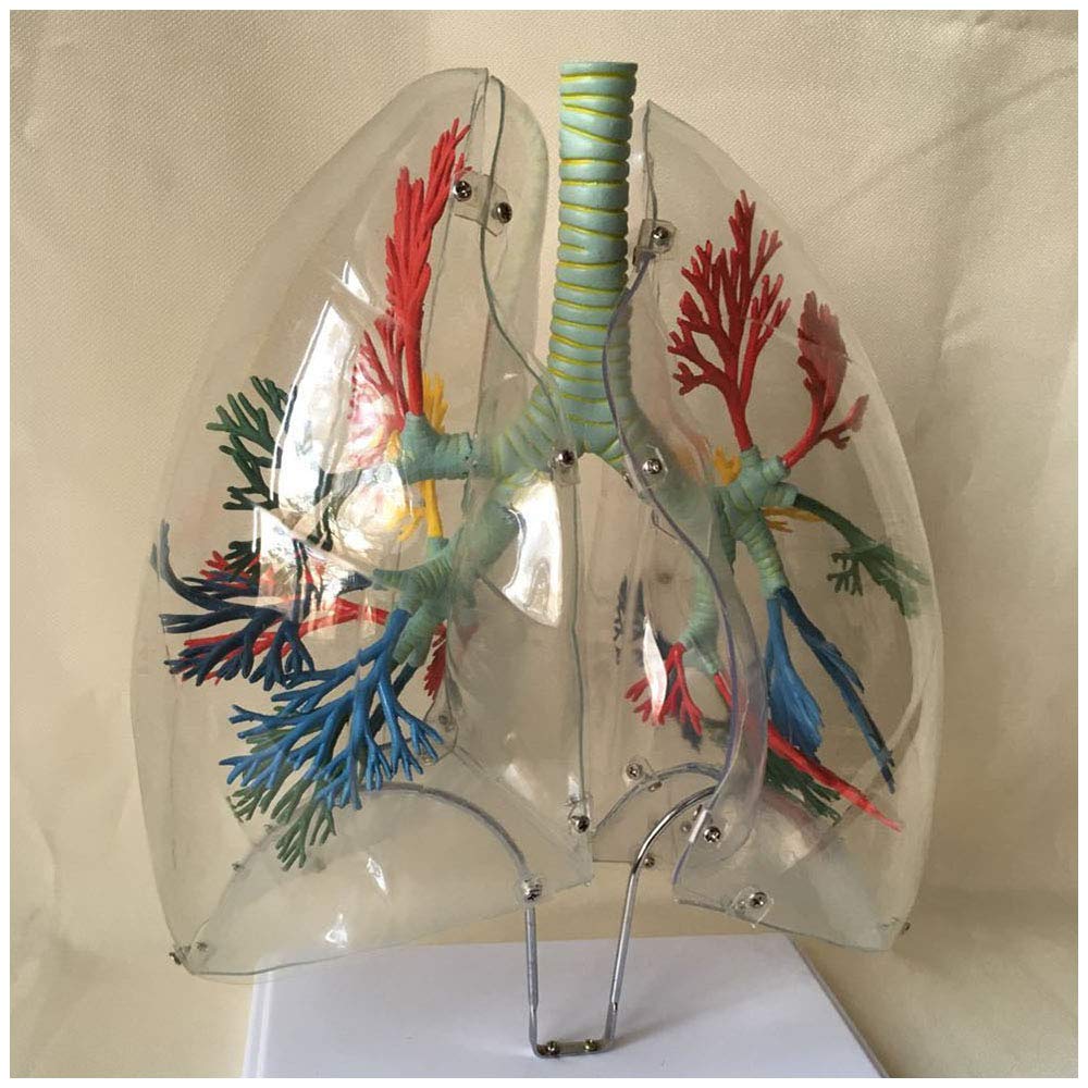 Sjdopulse Lung Anatomical Model - Transparent Lung Segment Model - Bronchial Tree Thoracic Surgery Respiratory Model - Lung Bronchial Respiratory System Medical Anatomy Teaching Model
