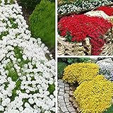 Crece en todo tipo de climas. ScoutSeed rojo: D522 semillas de tomillo rastrero 100 piezas cubierta vegetal flor perenne 1 bolsa paisajismo