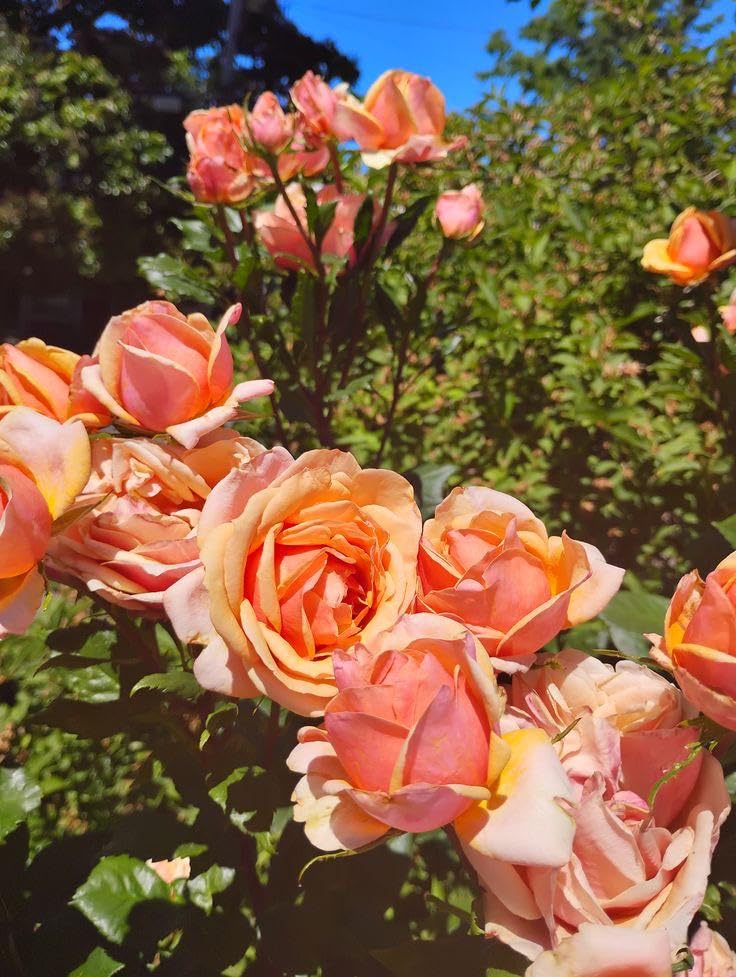 Peach Rose Live Plant - Fragrant Outdoor Flower -1 Peach Rose Live Plant - Fragrant Outdoor Flower -1