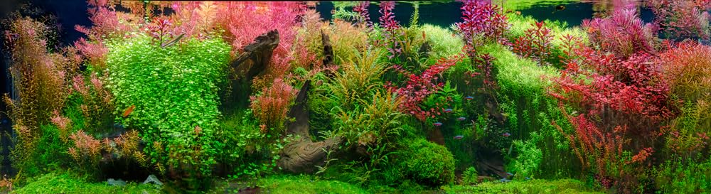PondPlantsUK - Mixed Amount of Tropical Aquatic Plants No Lead (25 Weighted Red Aquarium Plants (5 Bunches))