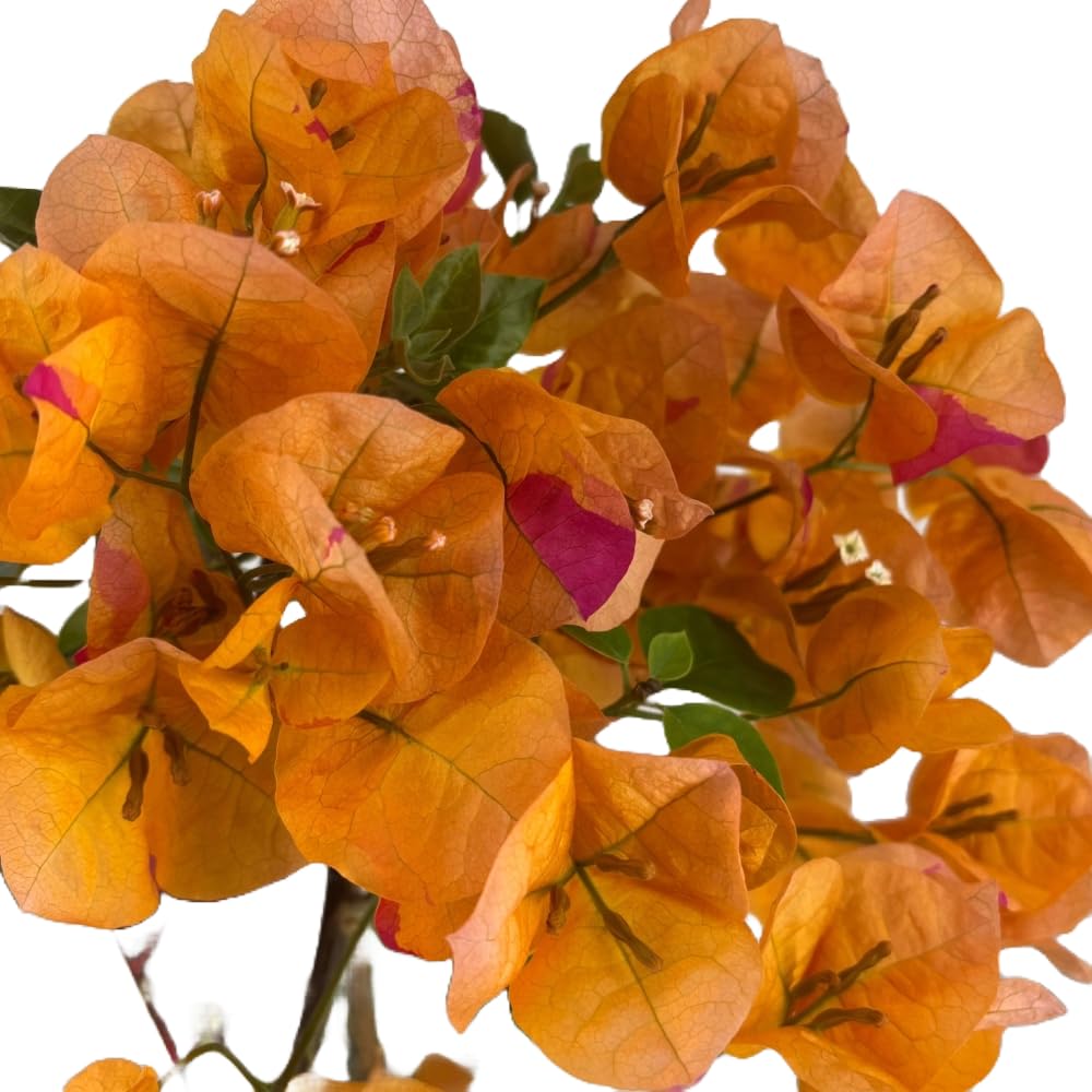 Pianta di BOUGANVILLEA Gialla Piramide h 70 in vaso 18 cm AMDGarden