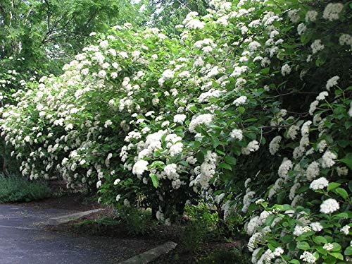 Chicago Lustre Viburnum - Glossy Privacy Hedge - Live Plants Shipped 1 to 2 Feet Tall by DAS Farms (No California)