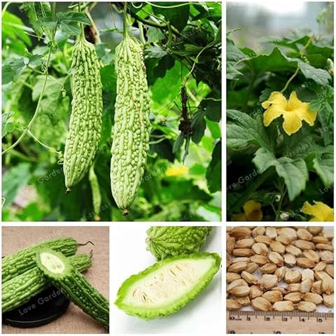 15 Seeds / Chinese Hybrid Bitter Gourd Seeds Glossy Dark Green Cover
