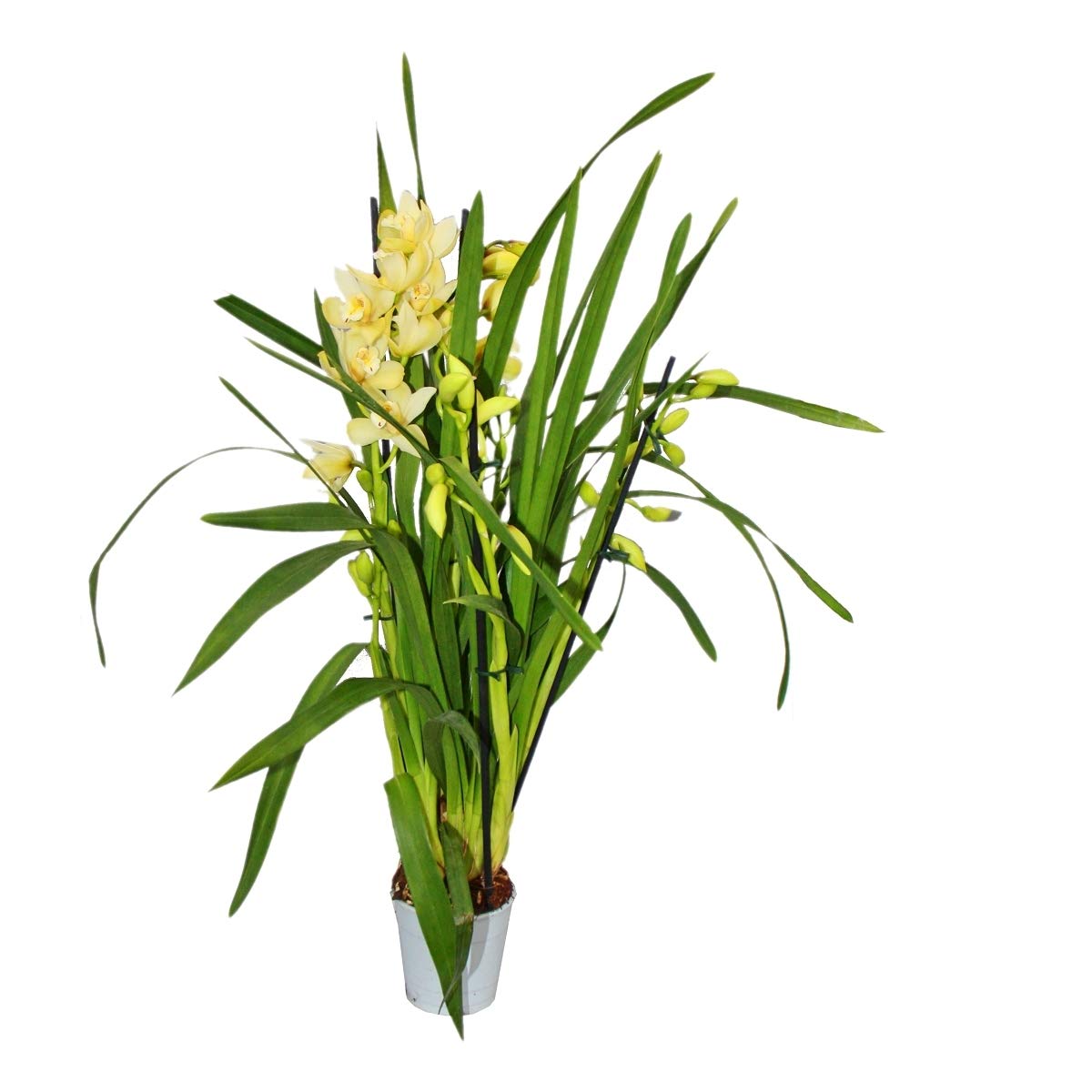 Cymbidium Orchidee - Kahnorchidee - L'orchidée pour chambres froides jaune