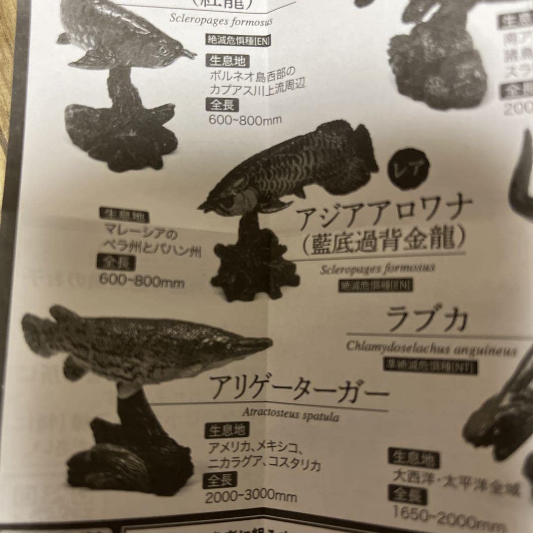 Amazon.co.jp: アジアアロワナ 藍底過背金龍 古代魚 いきもの大