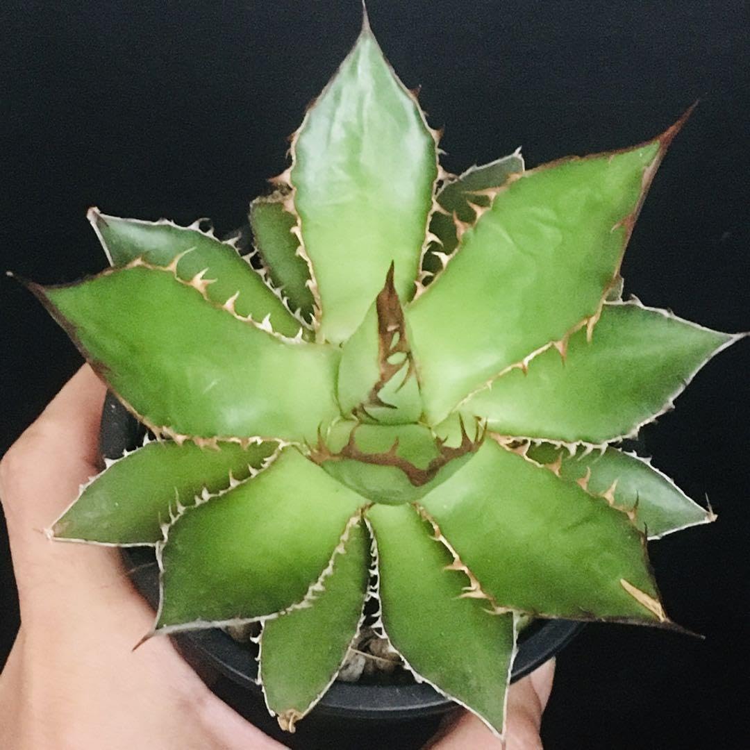 高騰品種】1 イスラエルホリダ アガベ 極上強棘 丸葉ボールタイプ 特選
