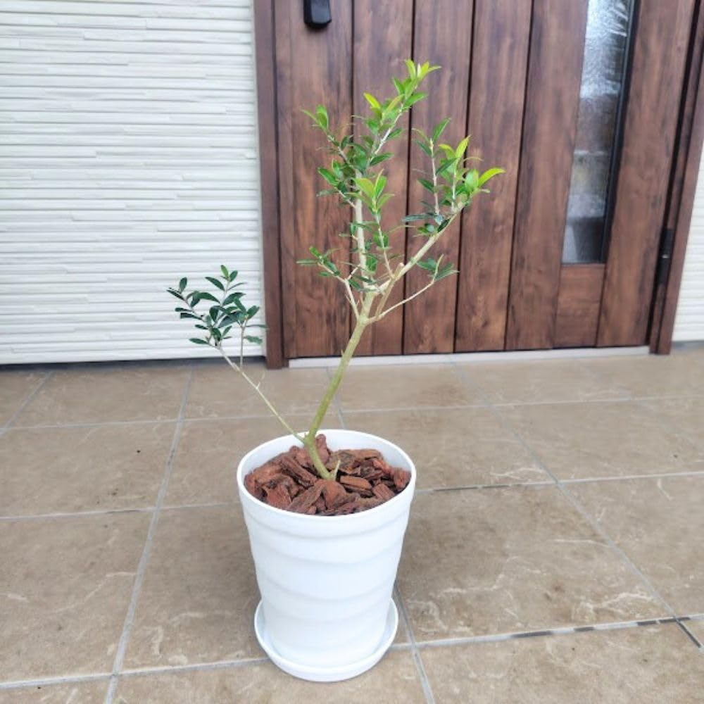 Amazon｜はじめてのオリーブの木栽培セット 6号鉢 選べる鉢カラー 植え