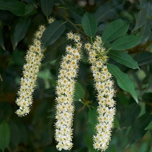 Laurier du Portugal - Prunus Lusitanica 40cm en Pot - Plante En Pot - Floraison Juin à Juillet - Couleur de la Fleur - Hauteur 5-10 m